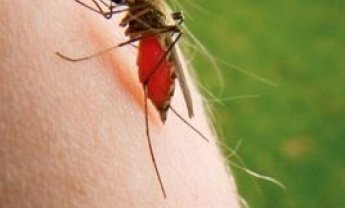 Στα πέντε τα κρούσματα από το κουνούπι του Νείλου