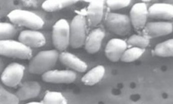 Ανακαλύφθηκε νέα μορφή ζωής στη γη