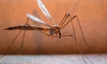 Οδηγίες για την προστασία των εργαζομένων από τον ιό του Δυτικού Νείλου