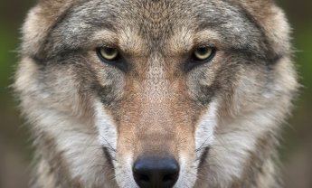 Οι συντάξεις του ταμείου των υπαλλήλων ασφαλιστικών εταιριών και ο «κακός λύκος»