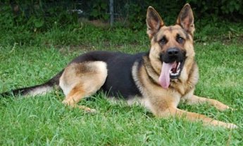 Δαγκώματα… και απώλειες 