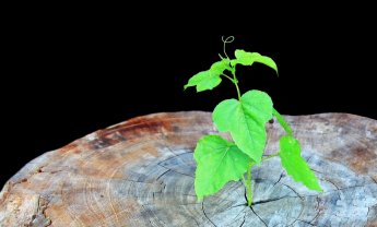 Οι πράξεις 30 και 31 έφεραν αλλαγές στους «δενδράχες» και «ιδιόμορφους επιθεωρητές» διαμεσολαβούντων!