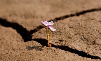 Allianz: Άρχισαν να φαίνονται οι καρποί των πολιτικών λιτότητας