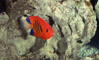 Κύριε Ζορμπά και κύριε Βογιατζή δώστε στοιχεία για τα τιμολόγια επαρχίας και έδρα αυτοκινήτων