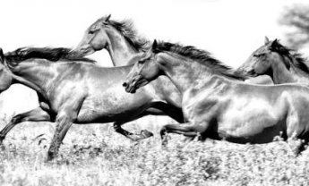 Λύστε τα  άλογα σας να καλπάσουν στις νέες πωλήσεις…