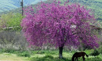 Αραρίσκοντας Ηλίας Προβόπουλος: Καλό μήνα Απρίλιο