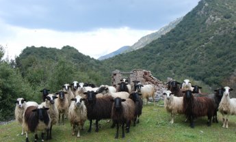 Αραρίσκοντας Ηλίας Προβόπουλος: Τα κοπάδια της Λαμπρής τον παλιό καιρό