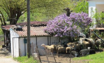 Αραρίσκοντας Ηλίας Προβόπουλος: Το κοπάδι κάτω από την πασχαλιά