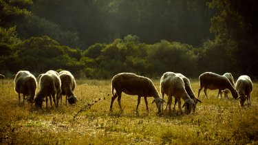 shutterstock_1768074239