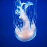 shutterstock_1152246128