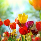 shutterstock_24206422