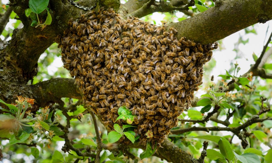 "Άγριες Μέλισσες", ασφαλιστές και οι σφήκες των προμηθειών!