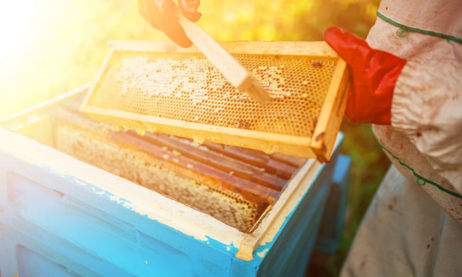 Ταχύρρυθμα προγράμματα για επαγγελματίες Μελισσοκόμους