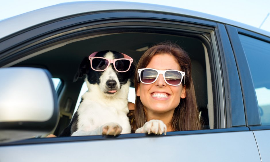 Roadtrips με τον σκύλο σας; Σε ποιό μέρος του αυτοκινήτου νιώθουν πιο άνετα οι τετράποδοι φίλοι μας