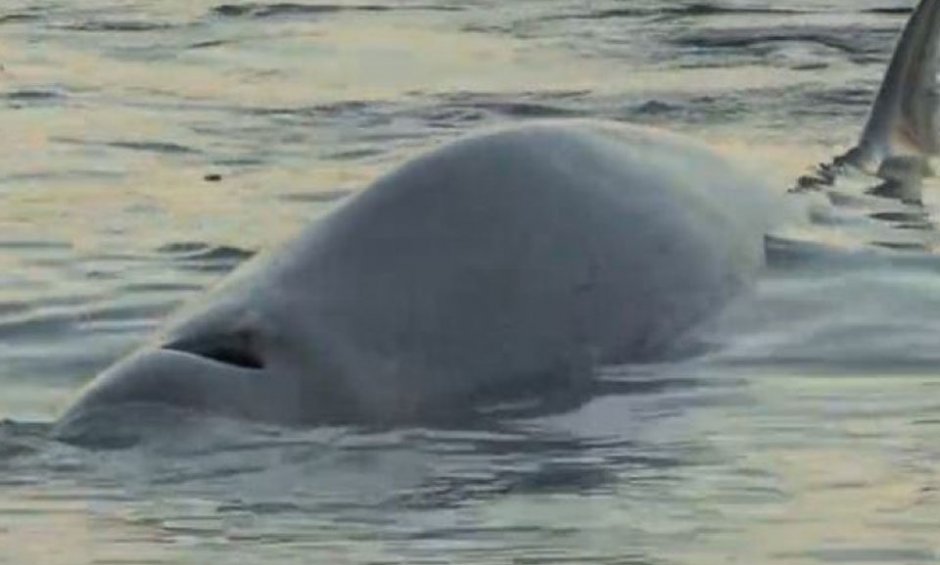 Φάλαινα φυσητήρας εντοπίστηκε στην παραλία Αλίμου!