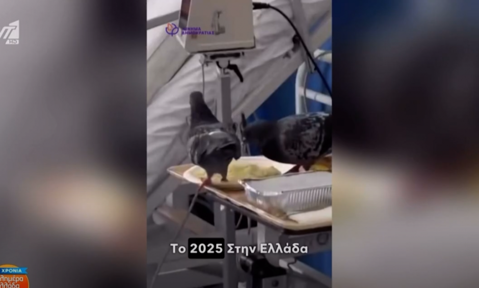 Περιστέρι τρώει φαγητό ασθενή μέσα στο νοσοκομείο Ερυθρός Σταυρός (βίντεο)