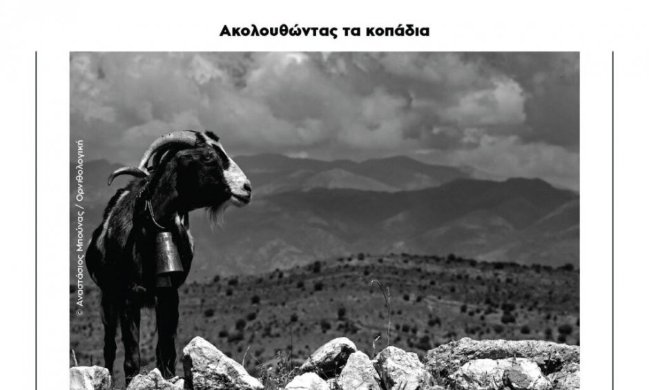 Έκθεση φωτογραφίας «Ακολουθώντας τα κοπάδια»