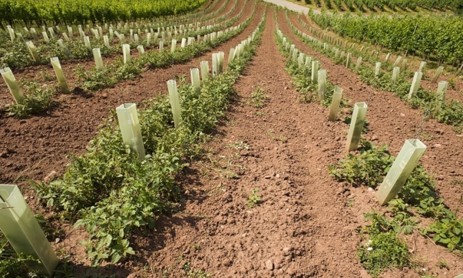 Επιτροπή Γεωργίας Ευρωπαϊκού Κοινοβουλίου: Όχι στη μείωση δαπανών για τη γεωργία