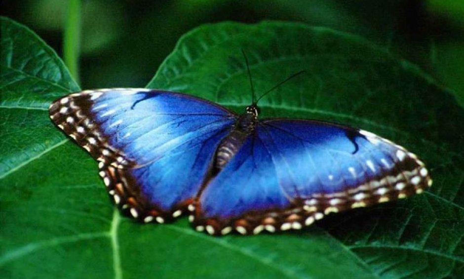 Η Allianz ασφαλίζει και… πεταλούδες 