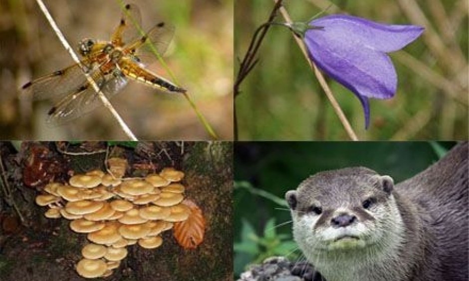 Σε διαβούλευση στο διαδίκτυο η Βιοποικιλότητα