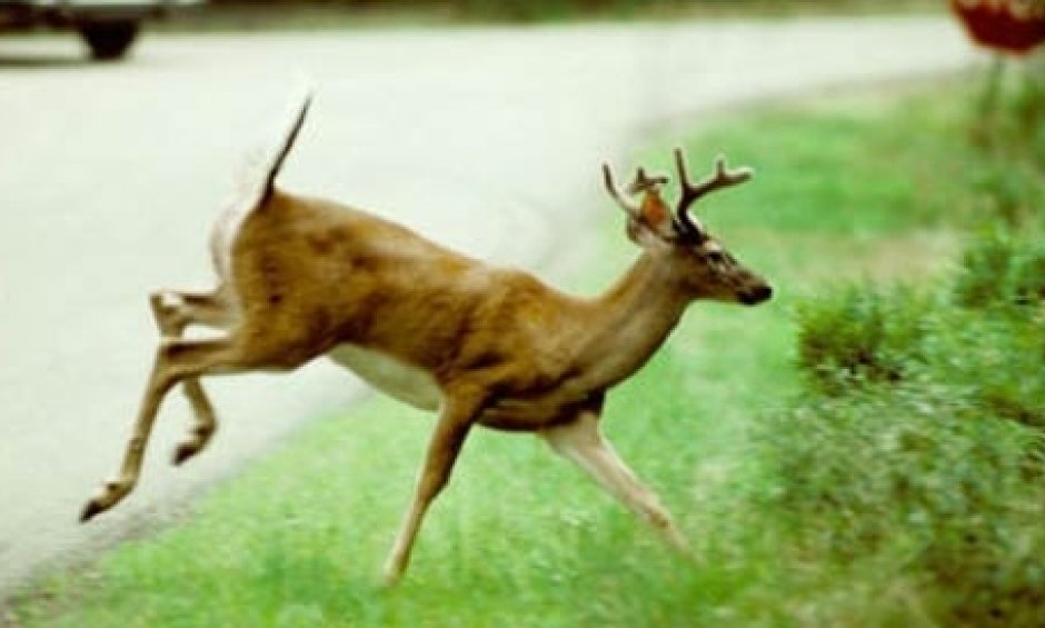 Αποζημιώνουν οι ασφαλιστικές συγκρούσεις με ζώα στην Ελβετία;
