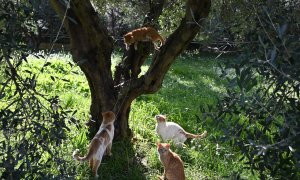 Κάτω από την ελιά