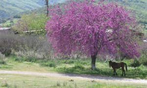 Η παραδοσιακή αγροτοποιμενική ζωή και ο ρόλος των δέντρων στο Λαϊκό Πανεπιστήμιο