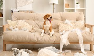 Pet Insurance για κατοικίδια με «κακή συμπεριφορά»: Υπάρχει κάλυψη για τους…ζωηρούς;