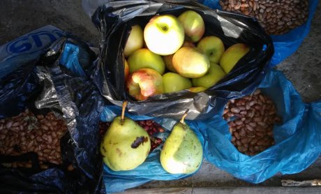 Διασώζοντας μηλιές και αχλαδιές με ξεχασμένα αρώματα και γεύσεις! Έρευνα για ανάδειξη ποικιλιών οπωροφόρων δέντρων