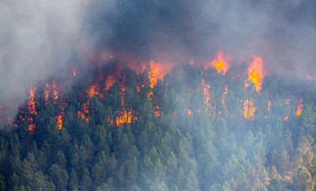 Ασφαλή και ανθεκτικά δάση: Η Κομισιόν εργάζεται για την πρόληψη των δασικών πυρκαγιών στην Ευρώπη και παγκοσμίως
