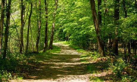 Όλα όσα πρέπει να γνωρίζουν οι πολίτες: 27 ερωτήσεις - απαντήσεις για τους Δασικούς Χάρτες