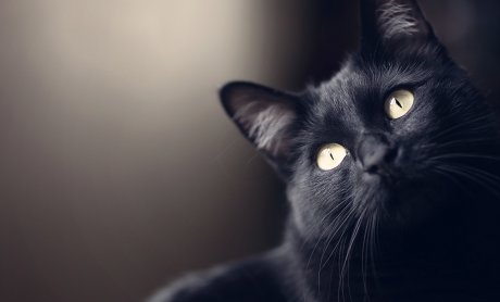 «One Cat» από το One Catastrophe και όχι από τη μαύρη γάτα - Η Παραμετρική Ασφάλιση για την κάλυψη του σεισμού