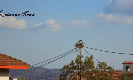 Ήρθαν οι πελαργοί στην Κατούνα Ξηρομέρου
