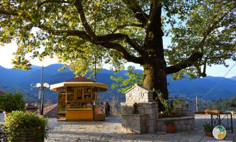 Δηλητηρίασαν τον ιστορικό πλάτανο στο Μεγάλο Χωριό Ευρυτανίας