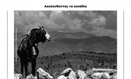 Έκθεση φωτογραφίας «Ακολουθώντας τα κοπάδια»