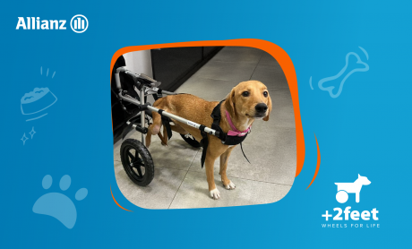 Η Allianz και η Plus2Feet προσφέρουν ελπίδα και κίνηση σε ζώα με αναπηρία