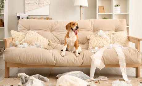 Pet Insurance για κατοικίδια με «κακή συμπεριφορά»: Υπάρχει κάλυψη για τους…ζωηρούς;
