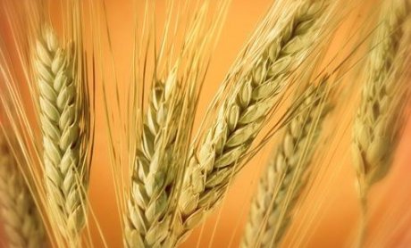 Προγράμματα προώθησης γεωργικών προϊόντων