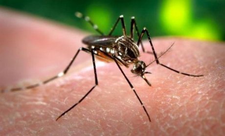 Υπ. Υγείας: Αναίτια διόγκωση του ζητήματος με τα κρούσματα ελονοσίας