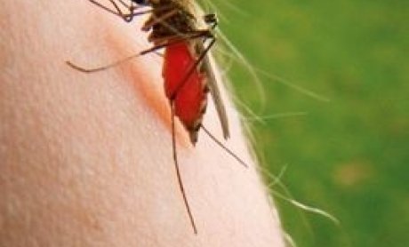 Στα πέντε τα κρούσματα από το κουνούπι του Νείλου