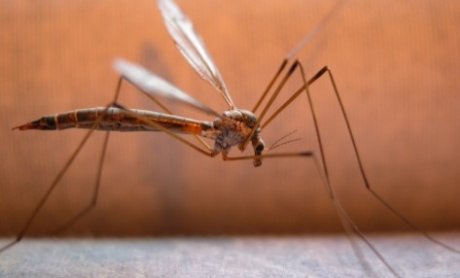 Οδηγίες για την προστασία των εργαζομένων από τον ιό του Δυτικού Νείλου