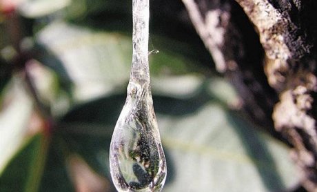 Μαστίχα Χίου και Ευρωπαϊκή Ένωση