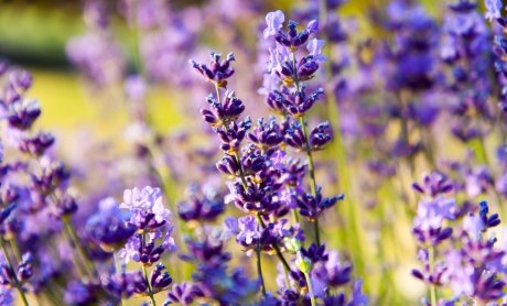 Λεβάντα: Ο μωβ... παράδεισος!