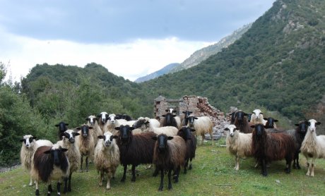 Αραρίσκοντας Ηλίας Προβόπουλος: Τα κοπάδια της Λαμπρής τον παλιό καιρό