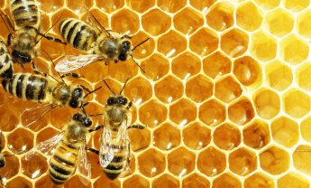 Τι να κάνετε εάν σας τσιμπήσει μέλισσα ή σφήκα στις καλοκαιρινές διακοπές;