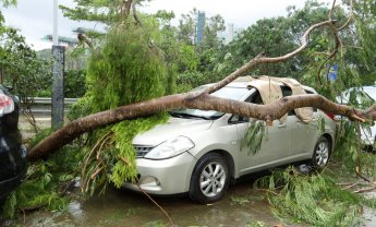Εάν πέσει ένα δέντρο πάνω στο αυτοκίνητο αποζημιώνεται ο ιδιοκτήτης τη ζημιά;