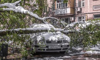 Περίπου 2 εκατ. ασφαλιστήρια αυτοκινήτων δεν καλύπτουν πτώση δέντρων! Ποια καλύπτουν; 