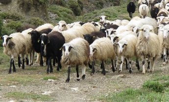 Τα πρόβατα και ο Παβλόφ