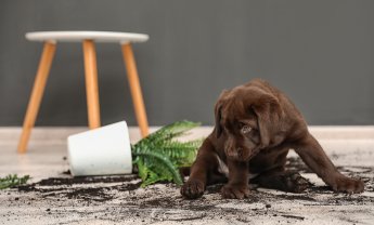 Λάουρα Σταυρίδου: Διακοπές με ή χωρίς το κατοικίδιο μας; Σε κάθε περίπτωση επιλέξτε την Ασφάλιση κατοικιδίου. Μια ξεχωριστή ασφάλιση, μέλους οικογένειας!