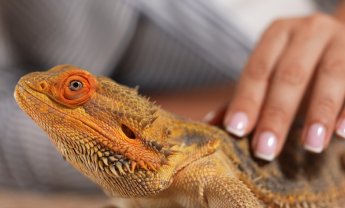Ασφάλιση για pets με «ψυχρό αίμα»: Γιατί οι σιωπηλοί κίνδυνοι απαιτούν «θερμή» ασφαλιστική κάλυψη